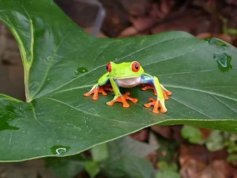 Pregunta de Trivial: ¿Cuántas especies de animales y plantas se ... Pregunta de Trivial: ¿Cuántas especies de animales y plantas se ...