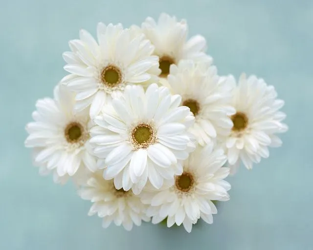 Preguntas Por Qu Compro Arroz Y Flores Compro Arroz Para Vivir Y ...
