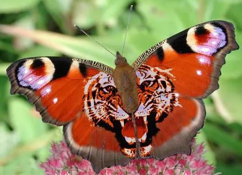 mariposas