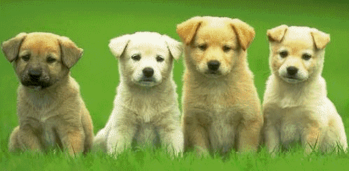 El Rincon de Alejandra: Perritos sonrientes El Rincon de Alejandra: Perritos sonrientes