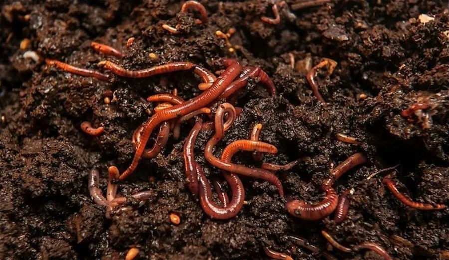 Cómo preparar té de humus de lombriz | Plantas Cómo preparar té de humus de lombriz | Plantas