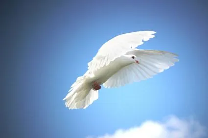 Ver imagenes de palomas blancas - Imagui