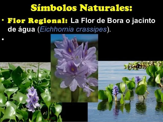 Presenatcion de los simbolos del estado apure