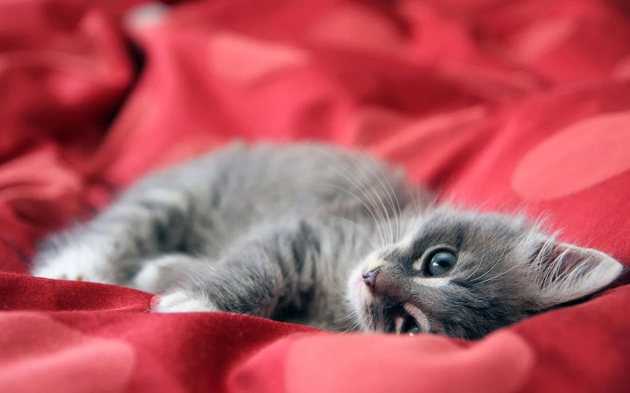  ... Gato, del Laboratory of Genomic Diversity, pretende describir su