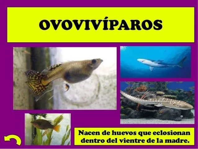 presentacin-animales-9-638.jpg ...