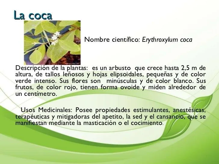 presentacin-de-plantas- ...