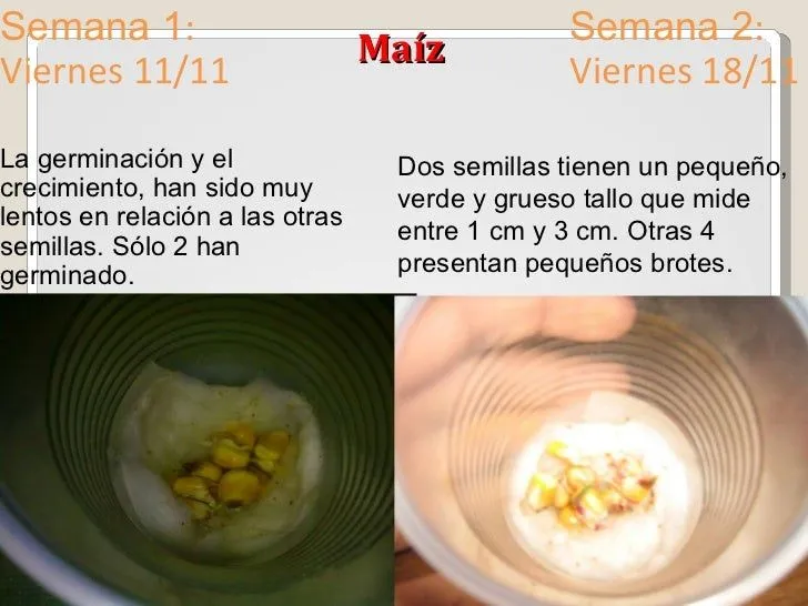Presentación experimento plantas