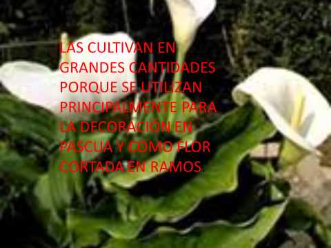 presentacion de la flor de alcatraz - YouTube presentacion de la flor de alcatraz - YouTube