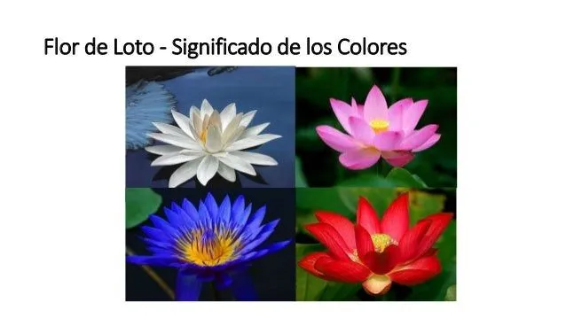 presentacion-flores-6-638.jpg? ...