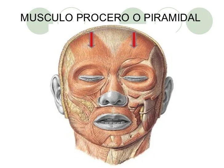 Presentación Musculos de la Cara