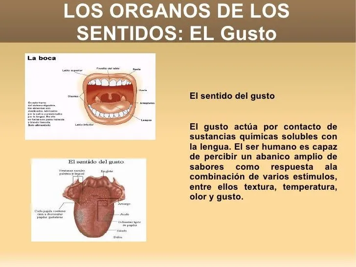 presentacion-sentidos-4-728. ...