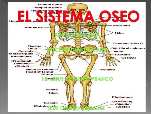 Presentacion del sistema oseo