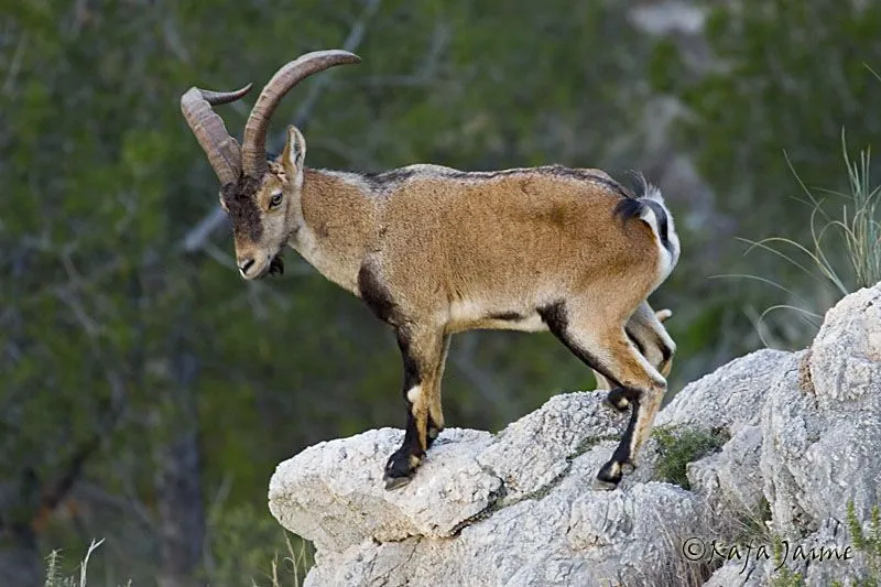 Te Presento Estos Animales en Peligro de Extinción... - Taringa! Te Presento Estos Animales en Peligro de Extinción... - Taringa!