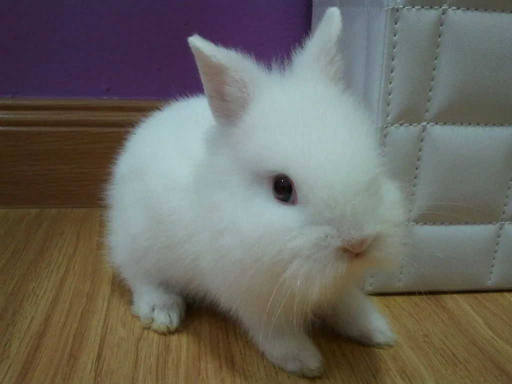 Os presento a mi conejita Katty, A VER SI ALGUIEN ME PUEDE DECIR ...