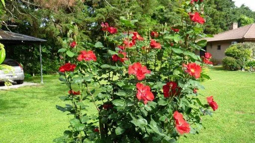 Presento las joyas de mi jardín | Cuidar de tus plantas es ... Presento las joyas de mi jardín | Cuidar de tus plantas es ...