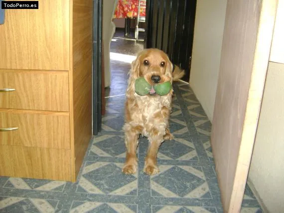 Perro chizu - Imagui