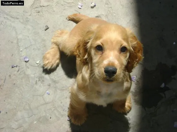 Raza de perro chizu - Imagui