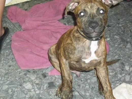 Pitbull perros atigrados - Imagui
