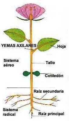 Imagen para colorear de la flor y sus partes - Imagui Imagen para colorear de la flor y sus partes - Imagui