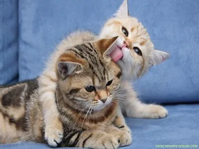 Siempre es primavera: Muchas curiosidades sobre gatos Siempre es primavera: Muchas curiosidades sobre gatos