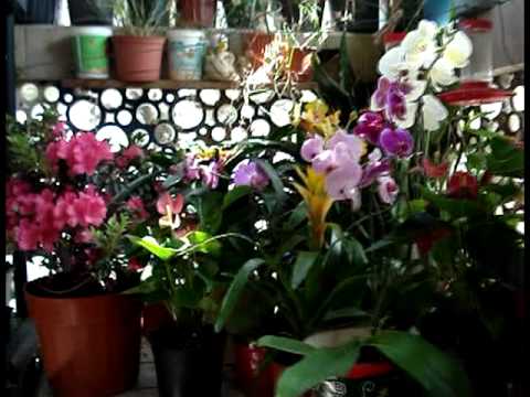 Primavera sus flores y los cantos de los pájaros. - YouTube