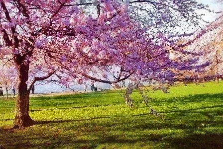 Primavera en fotos