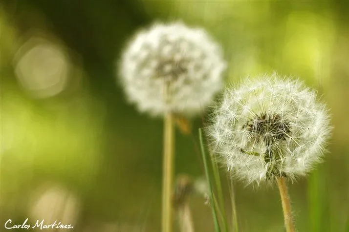 La primavera en HD - Taringa! La primavera en HD - Taringa!