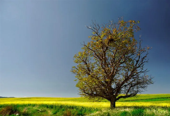 La primavera en HD - Taringa! La primavera en HD - Taringa!