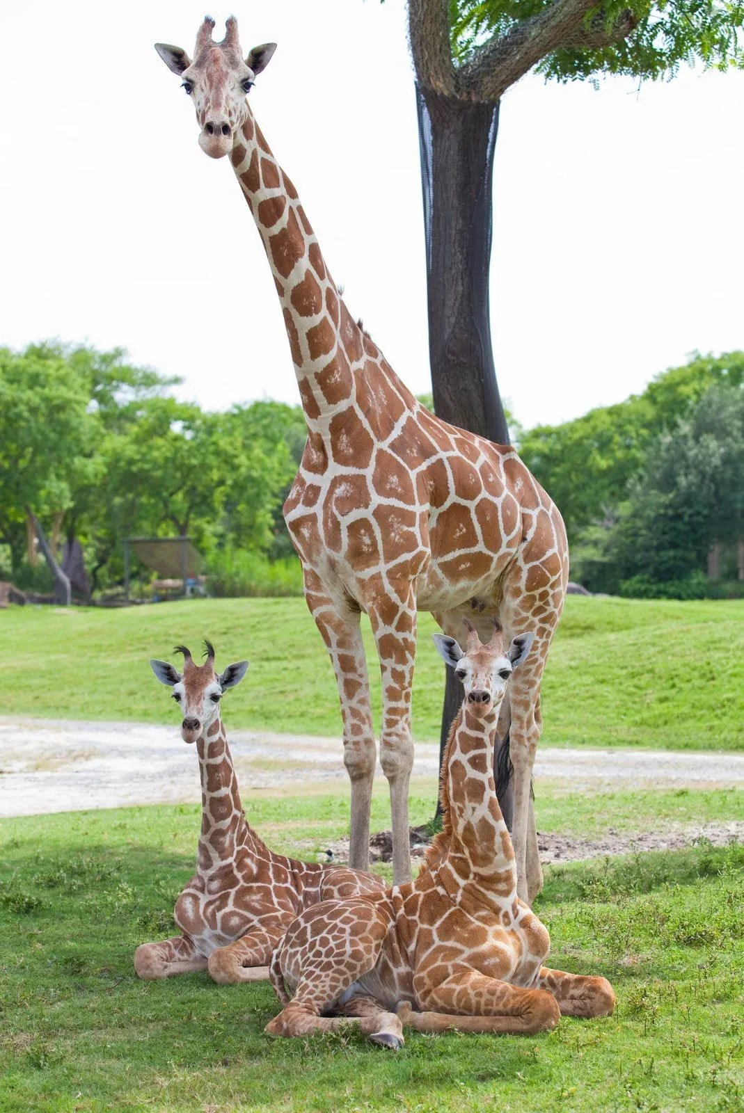PrimeraClase.Net: BUSCH GARDENS PRESENTA POR PRIMERA VEZ A DOS ... PrimeraClase.Net: BUSCH GARDENS PRESENTA POR PRIMERA VEZ A DOS ...