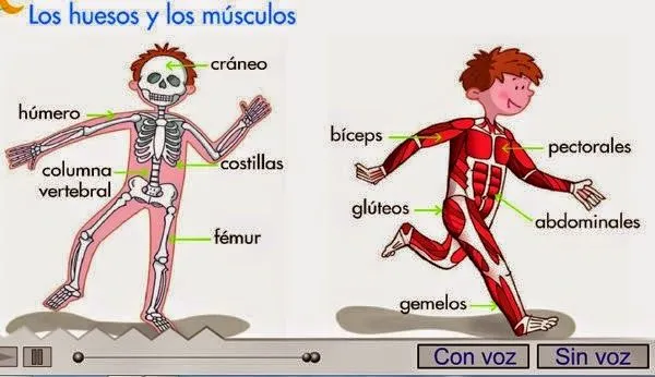 PRIMEROMONSALUD: EL CUERPO HUMANO.