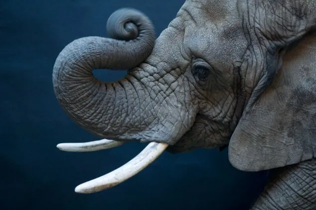 qué tendrá la princesa?: La TrOmPa DeL eLeFaNTe