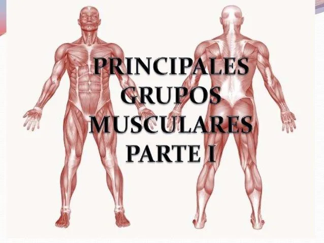 Principales grupos musculares (parte i)