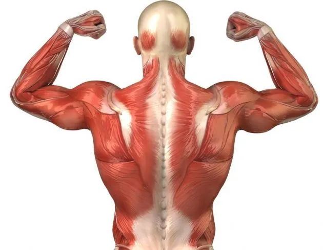 Los principales músculos del cuerpo humano - Escuelapedia ... Los principales músculos del cuerpo humano - Escuelapedia ...