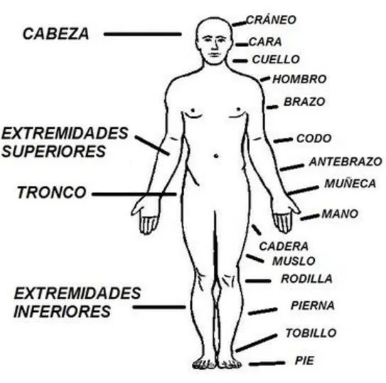Principales órganos externos del cuerpo humano - Cuerpo humano Principales órganos externos del cuerpo humano - Cuerpo humano