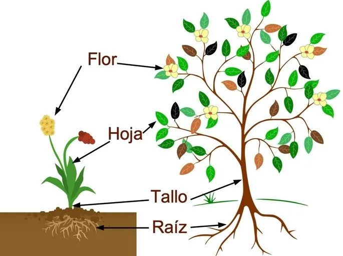 Las principales partes de las plantas: características y funciones - Diferenciador Las principales partes de las plantas: características y funciones - Diferenciador