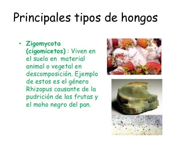 principales-tipos-de-hongos-5- ...