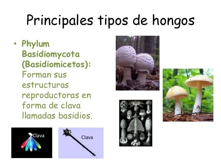 principales-tipos-de-hongos-8- ...