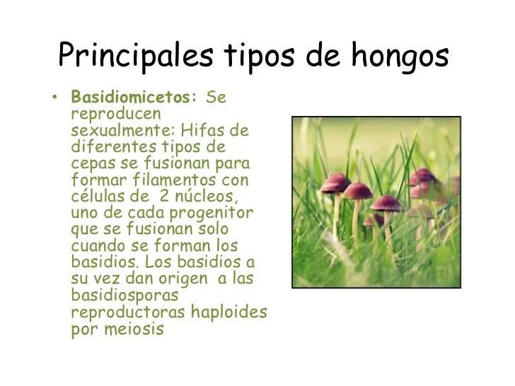 principales-tipos-de-hongos-9- ...