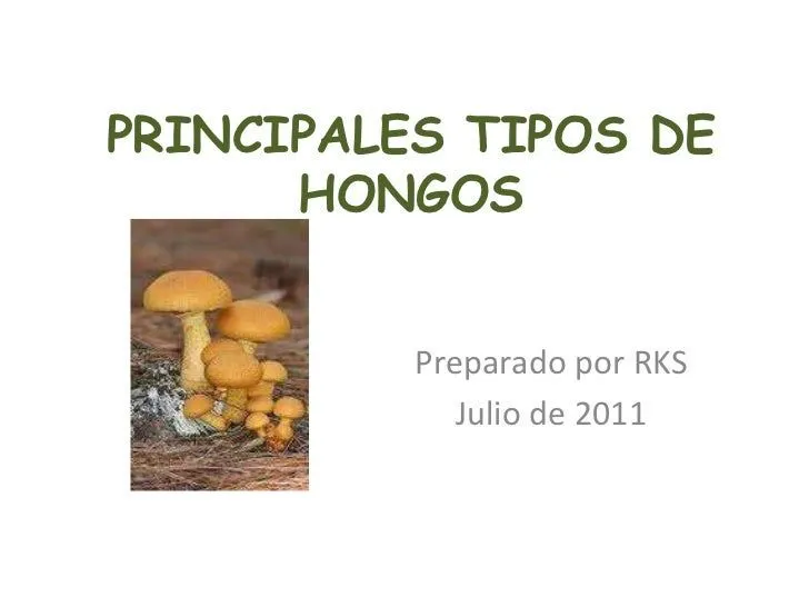 Principales tipos de hongos