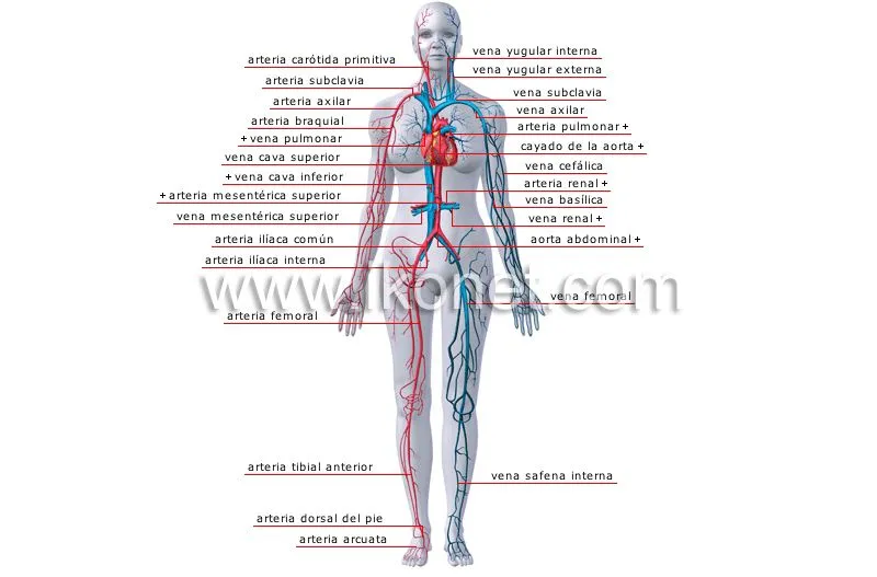 Principales venas y arterias | Diccionario Visual Principales venas y arterias | Diccionario Visual