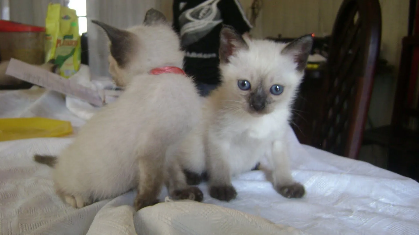 Príncipe Siames Mi Diamante Azul: Los Bebes de Lady Anne mi ... Príncipe Siames Mi Diamante Azul: Los Bebes de Lady Anne mi ...
