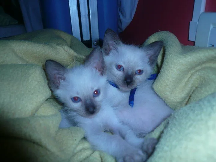 Príncipe Siames Mi Diamante Azul: Los Bebes de Silvia, hijitos de ... Príncipe Siames Mi Diamante Azul: Los Bebes de Silvia, hijitos de ...