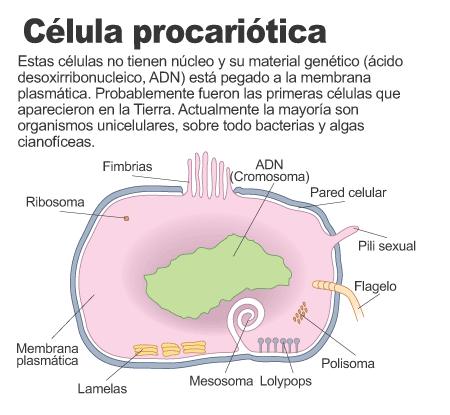 priocarotica.gif