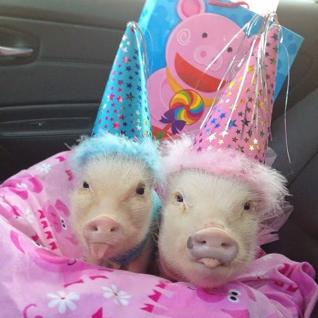 priscilla+mini+pig+10.jpg