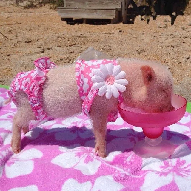 priscilla+mini+pig+6.jpg