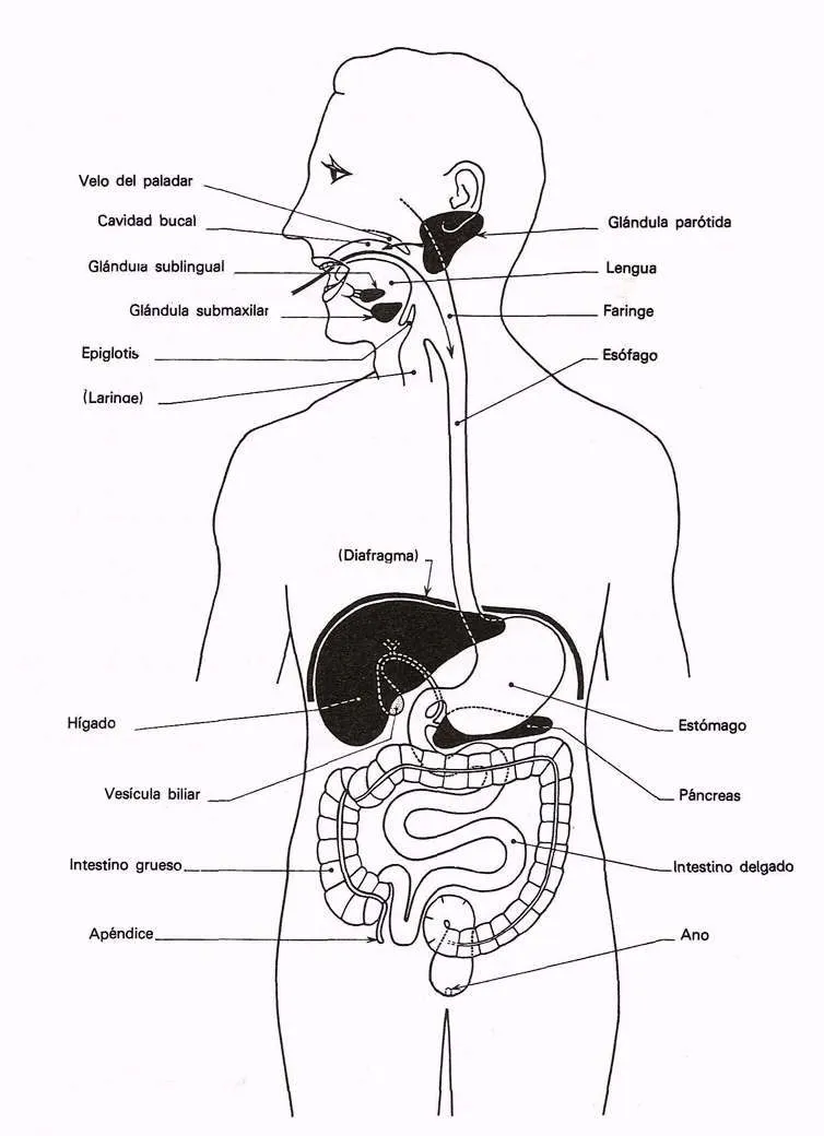 Probioticos Beneficios Para La Salud Alimentos Bacterias Probioticos Beneficios Para La Salud Alimentos Bacterias
