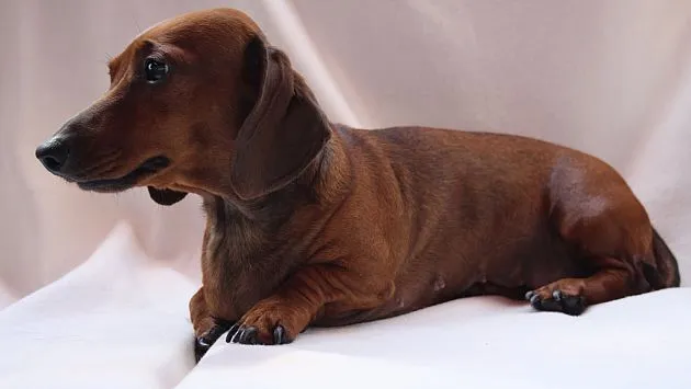 Problemas de espalda en los perros 'salchichas' | Vida21 | Peru21 Problemas de espalda en los perros 'salchichas' | Vida21 | Peru21