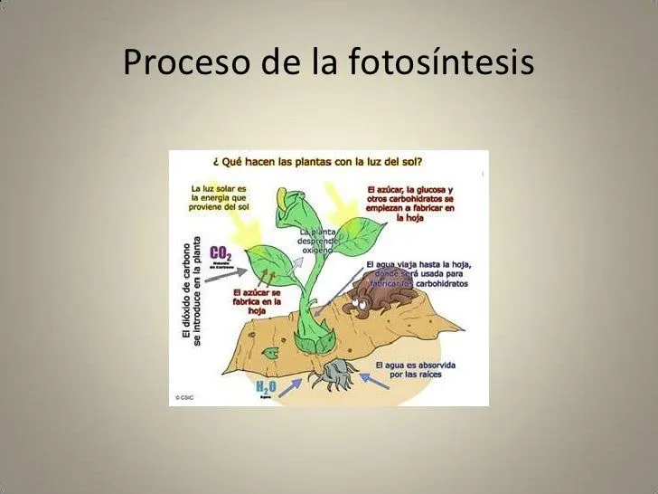 proceso-de-la-fotosintesis-1-4 ...