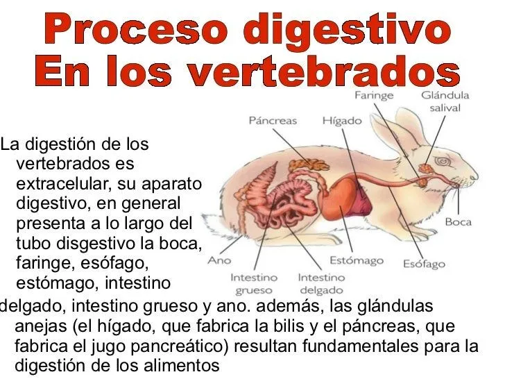 proceso-digestivo-en-los- ...