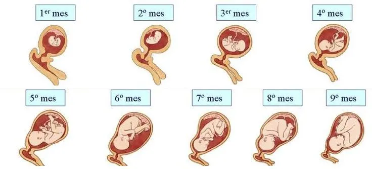 proceso del embarazo durante los 9 meses - Buscar con Google | si ... proceso del embarazo durante los 9 meses - Buscar con Google | si ...